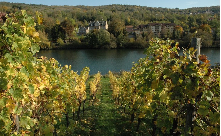 Sierck-les-Bains - Les vignes descendent jusqu'en bordure de la Moselle. Sur l'autre rive la ville de Sierck-les-Bains -  © M.CRIVELLARO