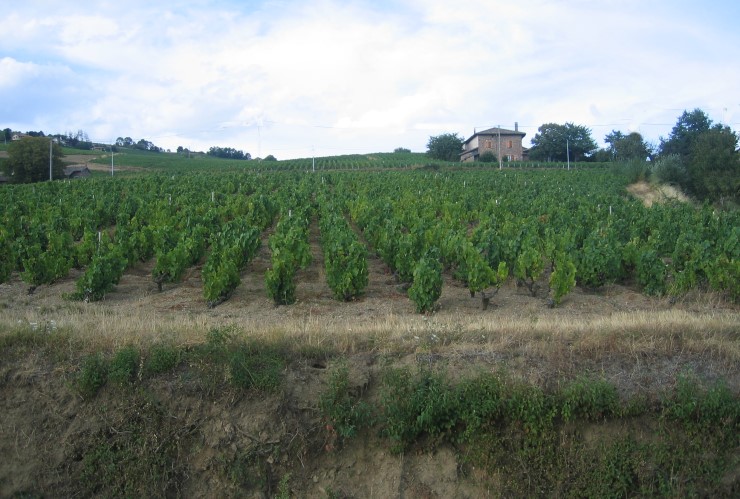 Sol argilo-calcaire en bas de pente dans l'appellation Brouilly   - Photo Michel CRIVELLARO