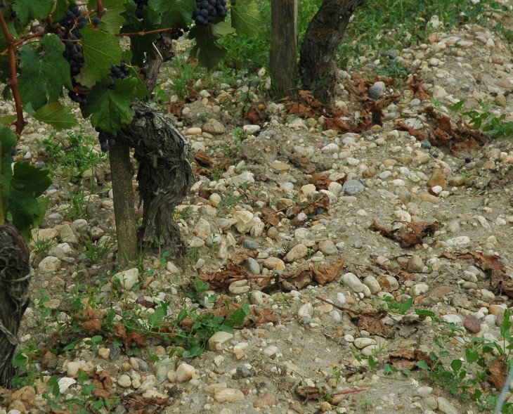 Sol graveleux , graves garonnaises de taille moyenne et grande - Vignes du Château Ducru-Beaucaillou - © M.CRIVELLARO