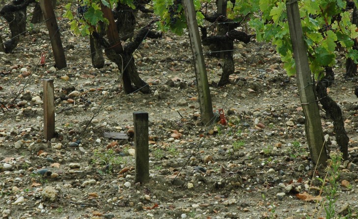 Sol graveleux, graves garonnaises, vignes de Château Margaux - © M.CRIVELLARO