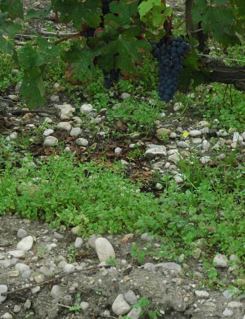 Sol graveleux, graves garonnaises, vignes de Château Poujeaux - © M.CRIVELLARO