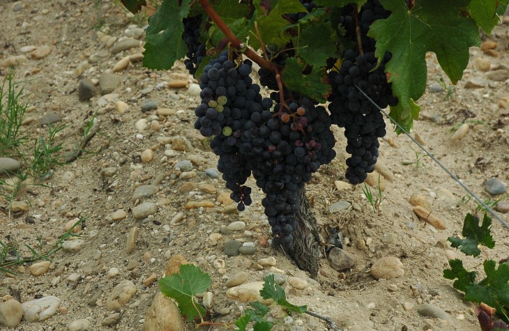 Sol gravelo-sableux - Vignoble des Graves - Château de Chantegrive à Podensac. Photo Michel CRIVELLARO
