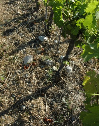 Sol pierreux, argilo-calcaire du Diois.Photo Michel CRIVELLARO