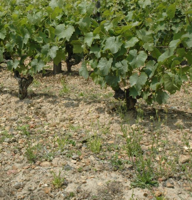 Sol vignoble de Jasnières recouvert de cailloutis de silex - © M.CRIVELLARO