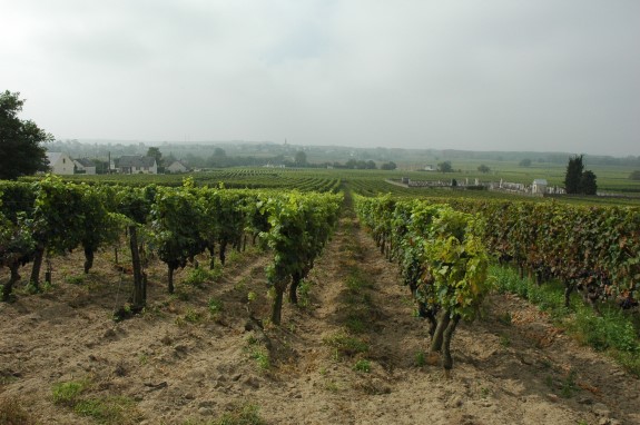 Sol de couleur blanche due à la craie de tuffeau - Vignoble de Saumur à Varrains -Photo : Michel CRIVELLARO