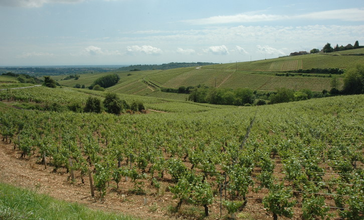 Solutré-Pouilly - Coteaux couverts de vignes - © M.CRIVELLARO
