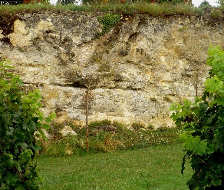 Sous-sol de "Calcaires à Astéries"  dans le vignoble des Côtes de Bourg. photo Marion CRIVELLARO