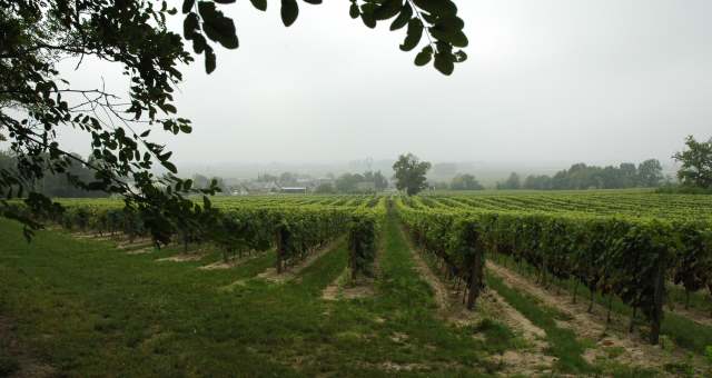 Vignoble de Saint-Nicolas-de-Bourgueil - Photo Michel CRIVELLARO