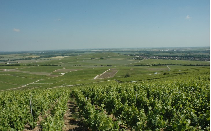 Vallée de la Marne -  Mutigny - Depuis l’église, panoramique sur le vignoble de la vallée de la Marne et de la Côte des Blancs -  © M.CRIVELL...