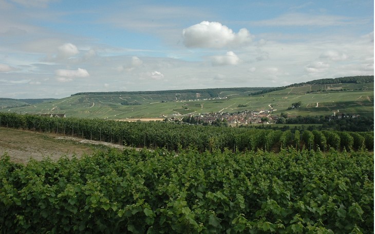 Vallée de la Marne - Rive gauche - Oeuilly - Le vignoble depuis le village de Oeuilly. Au loin en rive droite, le village de Reuil - © M.CRIVELLARO Vallée de la Marne - Rive gauche - Oeuilly - Le vignoble depuis le village de Oeuilly. Au loin en rive droite, le village de Reuil - © M.CRIVELLARO