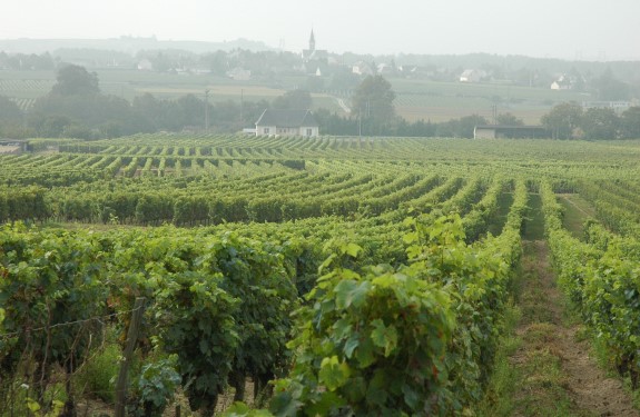 Vignoble de Saumur à Varrains - Photo : Michel CRIVELLARO