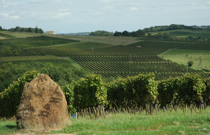 Verdelais - Vignoble des Premières Côtes de Bordeaux  -  Photo Michel CRIVELLARO