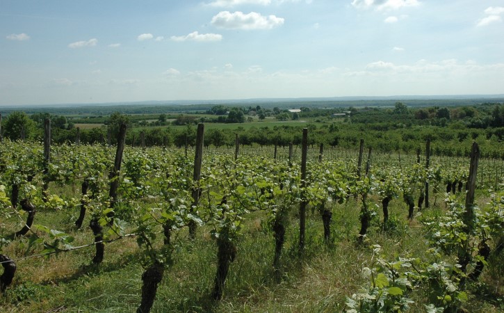 Viéville-sous-les-Côtes - Le vignoble surplombe la plaine de la Woëvre - © M.CRIVELLARO