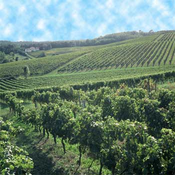 Les Vignerons de Buzet - 47160 Buzet-sur-Baïse - Tél : 05 53 84 74 30