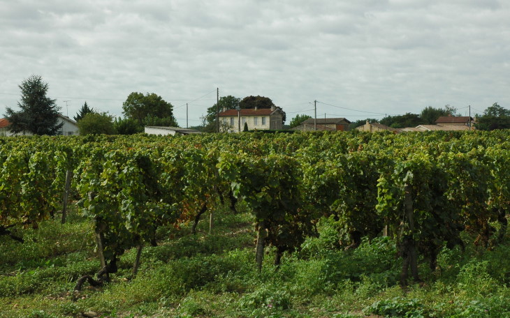 Vignes sur le plateau de Podensac Photo Michel CRIVELLARO