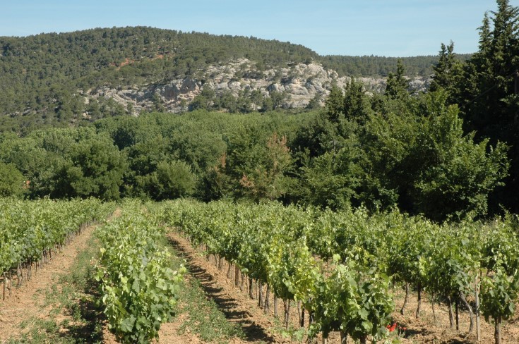 Vignoble AOC  Palette - Château Crémade - Le Tholonet.Photo Adrien CRIVELLARO