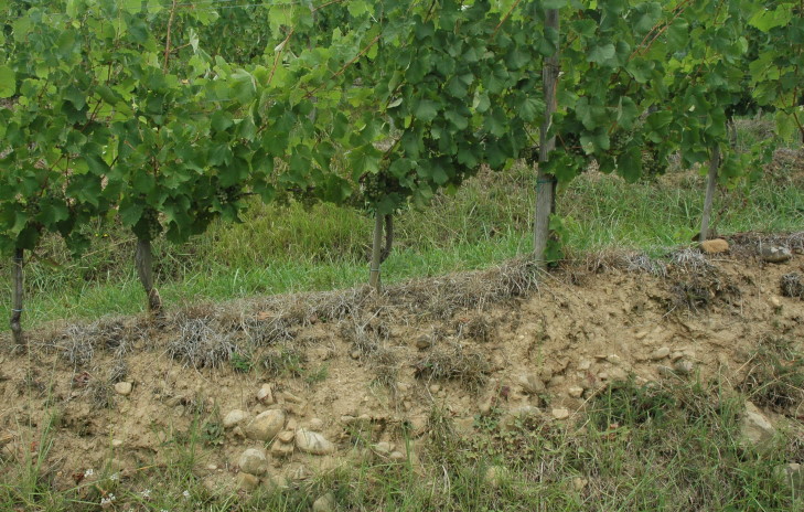 Vignoble d'Irouléguy sur sol argilo-calcaire à Ispoure - Alluvions quaternaires mêlés à des cailloux calcaires jurassiques - © M.CRIVELLARO
