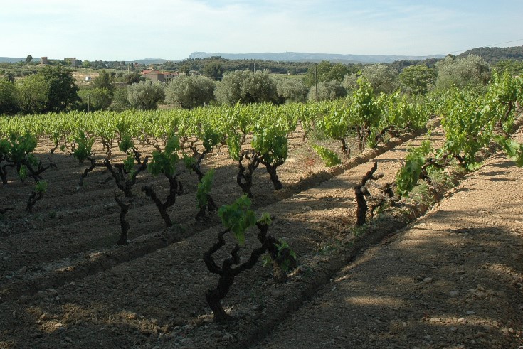 Vignoble de Bandol - La Cadière-d'Azur - Photo Adrien CRIVELLARO