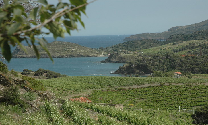 Vignoble de Banyuls + Le vignoble domine la mer Méditerranée -  © M.CRIVELLARO