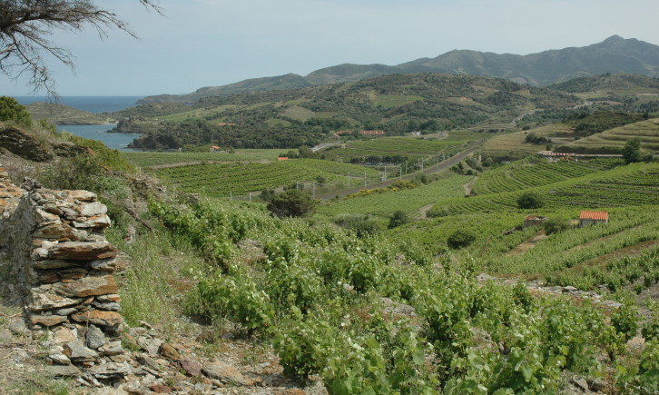Vignoble de Banyuls, muret de protection contre l'érosion - Massif des Albères - © M.CRIVELLARO