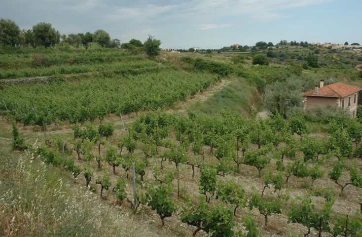 Vignoble de Bellet - Photo Michel CRIVELLARO