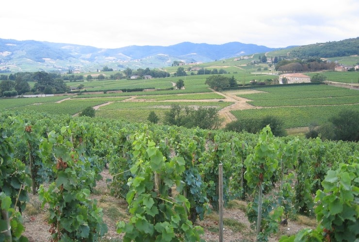 Vignoble de Brouilly et monts du Beaujolais en fond - Photo Michel CRIVELLARO