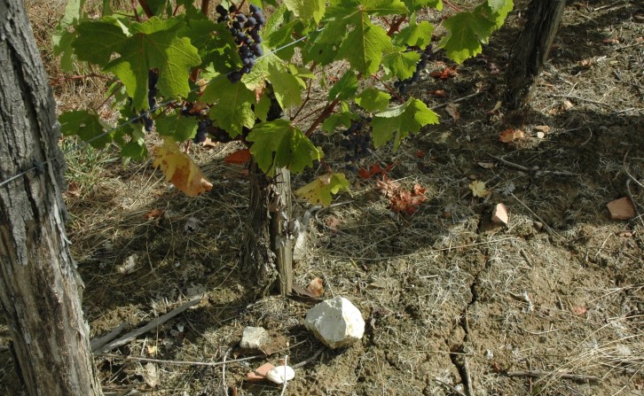 Vignoble de Buzet - Sol sur calcaire blanc de l'Agenais gélifracté en surface, de type rendzine près de Lavardac - © M.CRIVELLARO