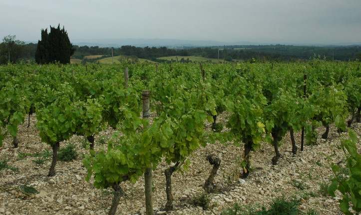 Vignoble de Cabardès à Ventenac-Cabardès - Sol caillouteux de marnes et calcaires dits de Ventenac - © M.CRIVELLARO