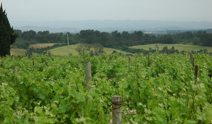 Vignoble de Cabardès - Vignes et polyculture - © M.CRIVELLARO