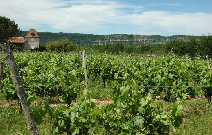 Vignoble de Cahors à Parnac sur les terrasses alluviales du Lot avec en fond les falaises calcaires du Causse de Gramat - © M.CRIVELLARO