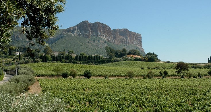 Vignoble de Cassis au pied du Cap Canaille - Photo Adrien CRIVELLARO
