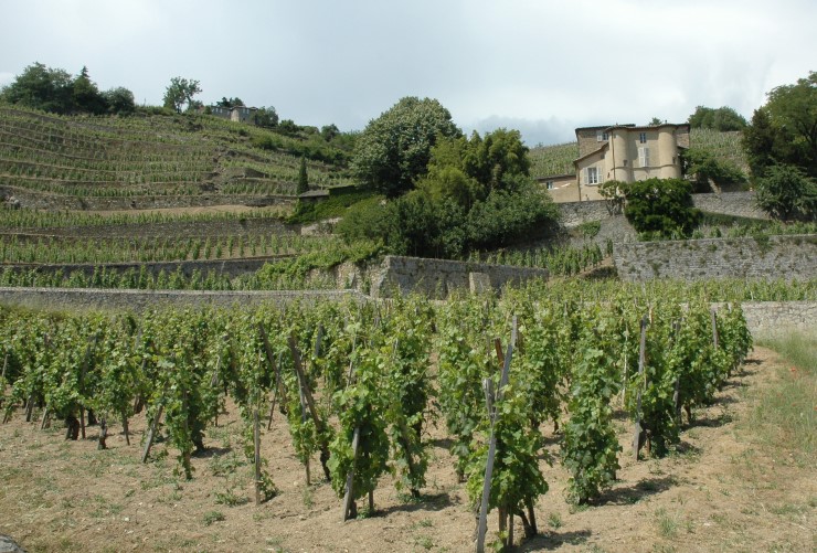 Vignoble de Château-Grillet. Photo Michel CRIVELLARO