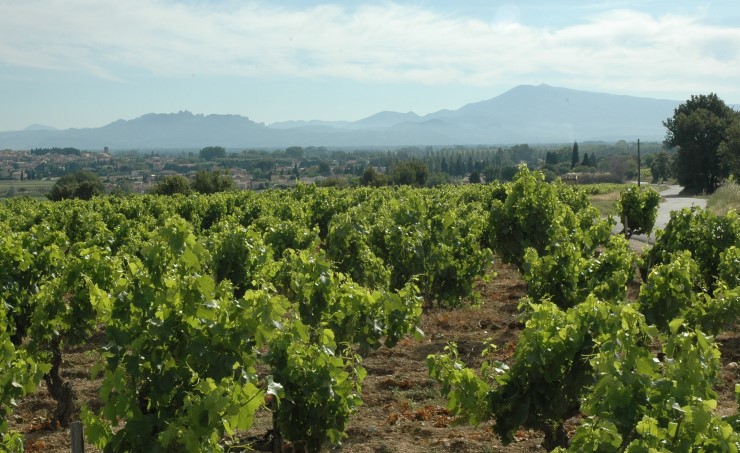 Vignoble de Châteauneuf-du-Pape - Mont Ventoux et Dentelles de Montmirail au loin - Photo Adrien CRIVELLARO