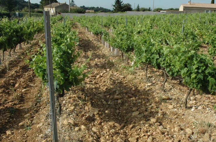 Vignoble de Châteauneuf-du-Pape - Photo Adrien CRIVELLARO