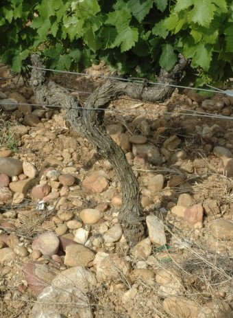 Vignoble de Châteauneuf-du-Pape - Sol de galets roulés par le Rhône- Photo Adrien CRIVELLARO