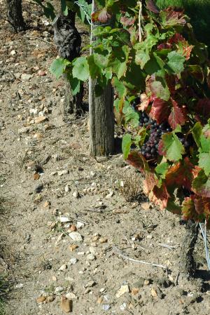 Vignoble de Cheverny - Sol de sables et graviers - Photo Michel CRIVELLARO