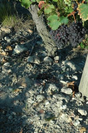 Vignoble de Chinon - Sol de tufs argilo-calcaire - Photo Michel CRIVELLARO
