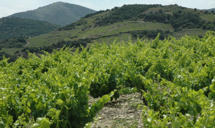 Vignoble de Collioure dans le massif des Albères - © M.CRIVELLARO