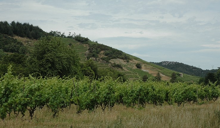 Vignoble de Cornas et Saint-Péray - © M.CRIVELLARO