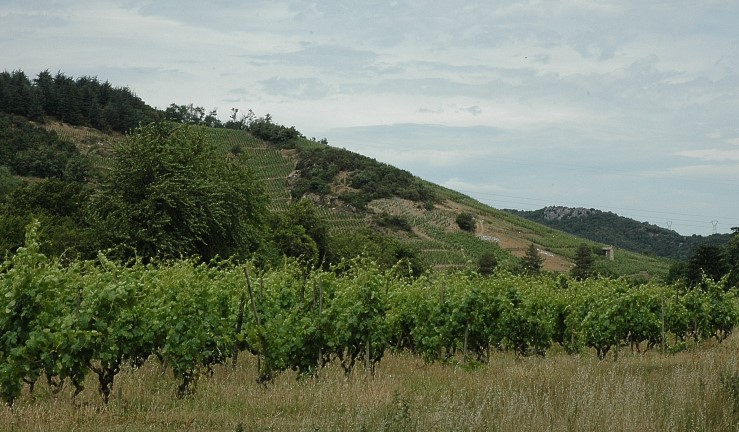 Vignoble de Cornas et Saint-Péray.Photo Michel CRIVELLARO