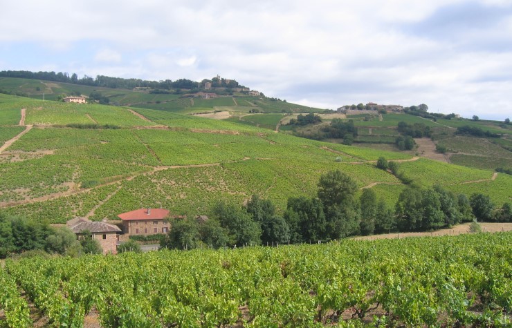 Vignoble de Côte de Brouilly  - Photo Michel CRIVELLARO