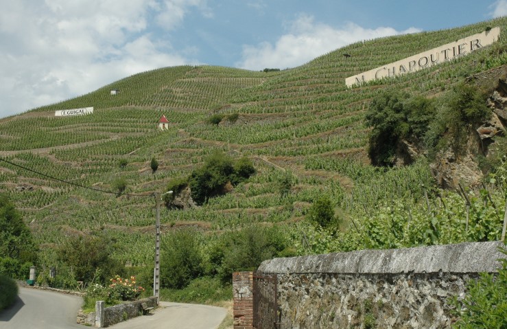 Vignoble de Côte-Rôtie à Ampuis - © M.CRIVELLARO