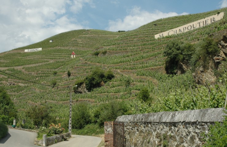 Vignoble de Côte-Rôtie à Ampuis - Photo Michel CRIVELLARO
