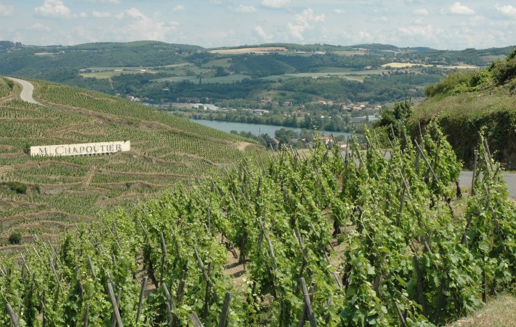 Vignoble de Côte-Rôtie surplombant le Rhône à Ampuis. Photo Michel CRIVELLARO