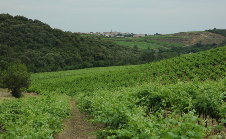 Vignoble de Faugères - Route de Faugères - © M.CRIVELLARO