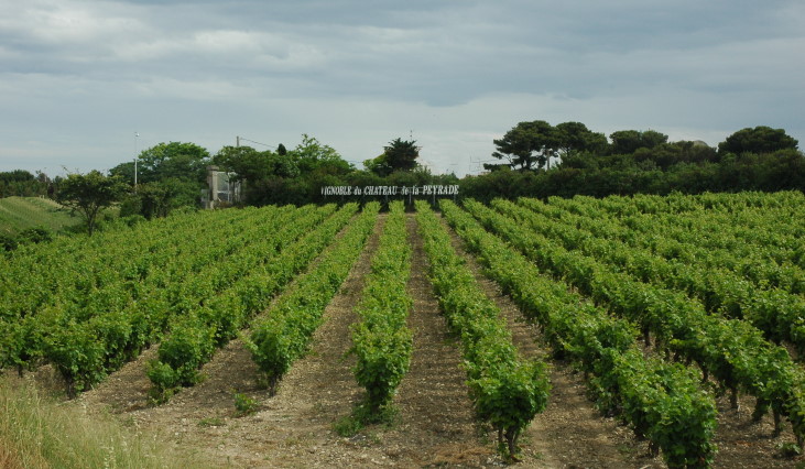 Vignoble de Frontignan - Château de la Peyrade - © M.CRIVELLARO