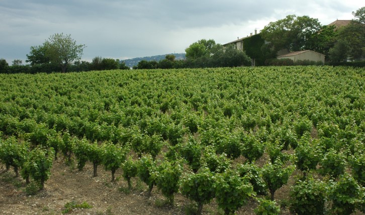Vignoble de Frontignan - Coteaux à faible pente - © M.CRIVELLARO