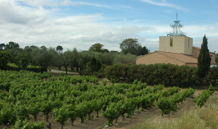 Vignoble de Frontignan - Vigne et Oliviers - © M.CRIVELLARO