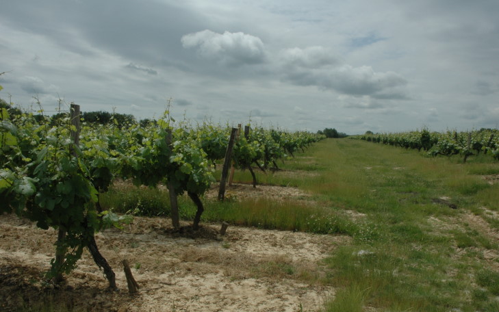 Vignoble de Fronton - Fabas - Hautes terrasses du Tarn. © M.CRIVELLARO