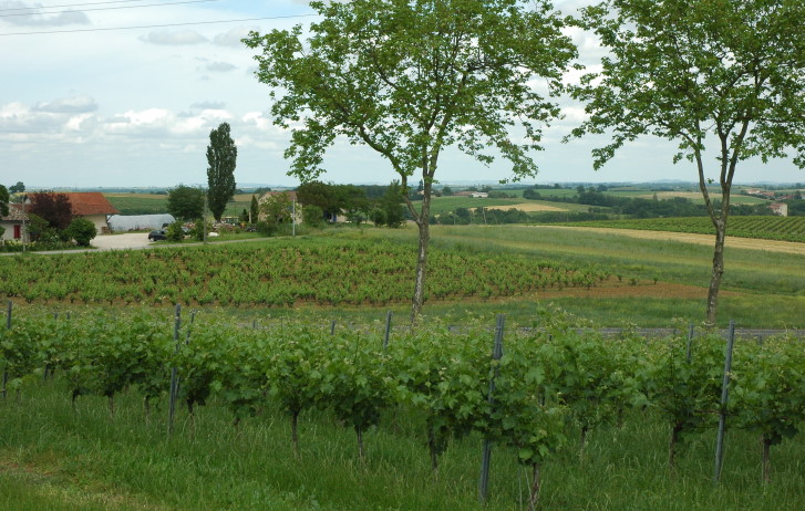 Vignoble de Gaillac  à quelques kilomètres de Gaillac © M.CRIVELLARO